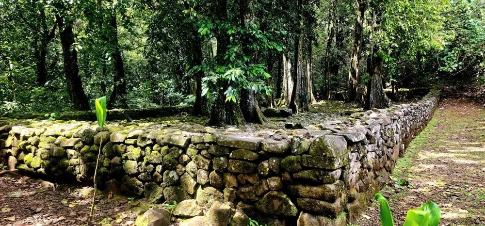 Stone wall in a lush green forest, with a dirt path beside it.