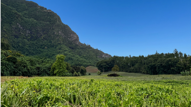 Green field before a forested mountain under a clear blue sky