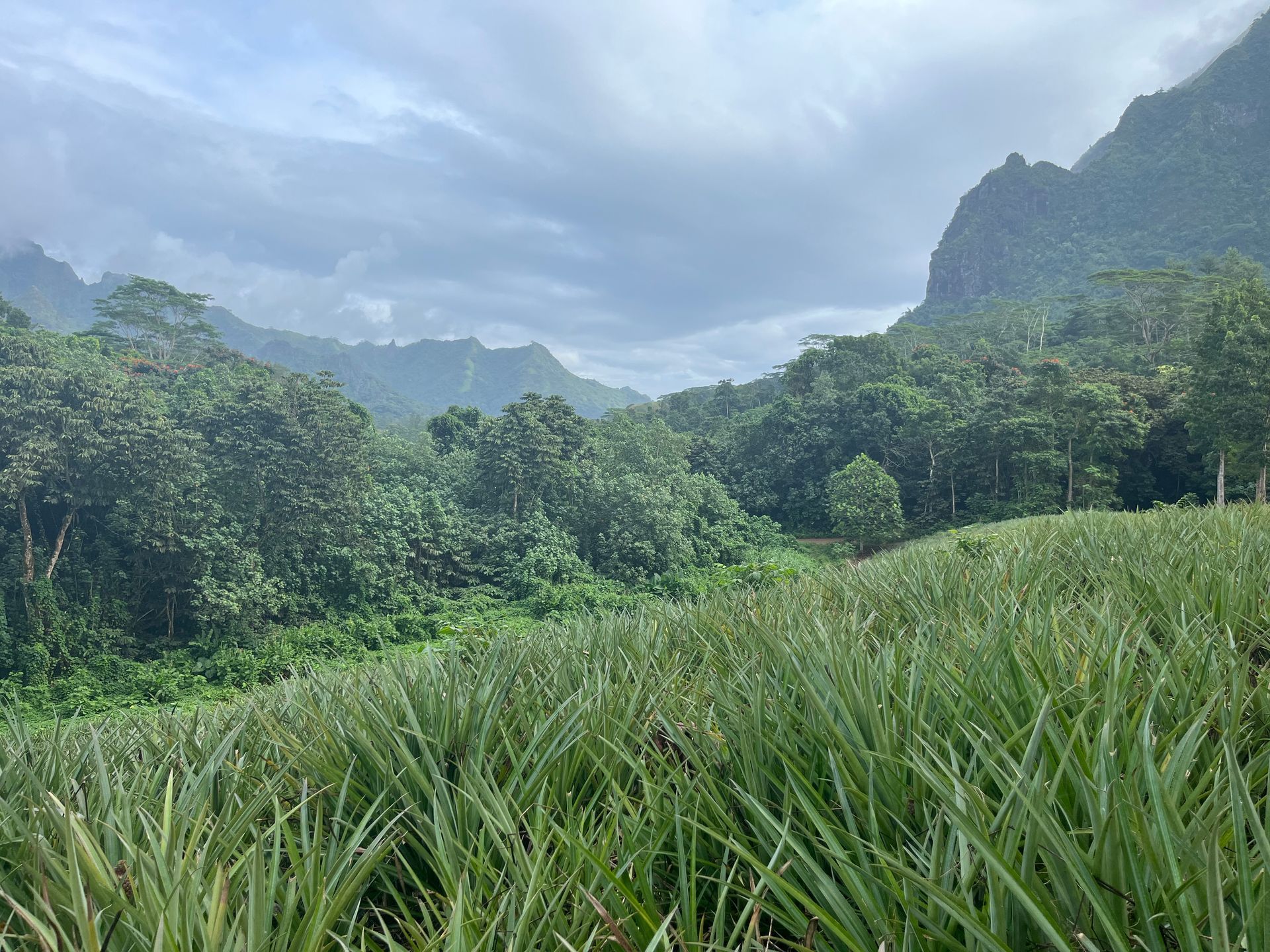 Lush green field with mountains and cloudy sky in the background 