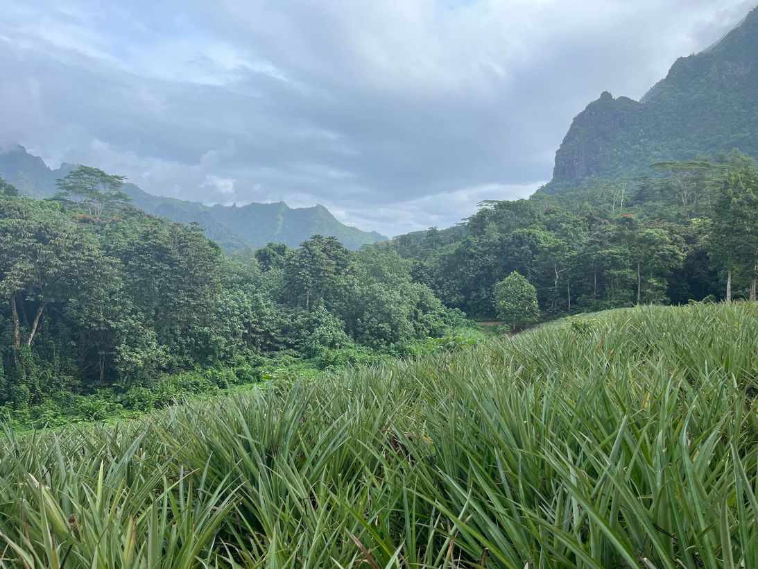Lush green field with mountains and cloudy sky in the background 