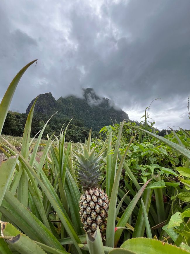 Pineapple field with a ripe fruit in front and misty mountain peaks under cloudy skies