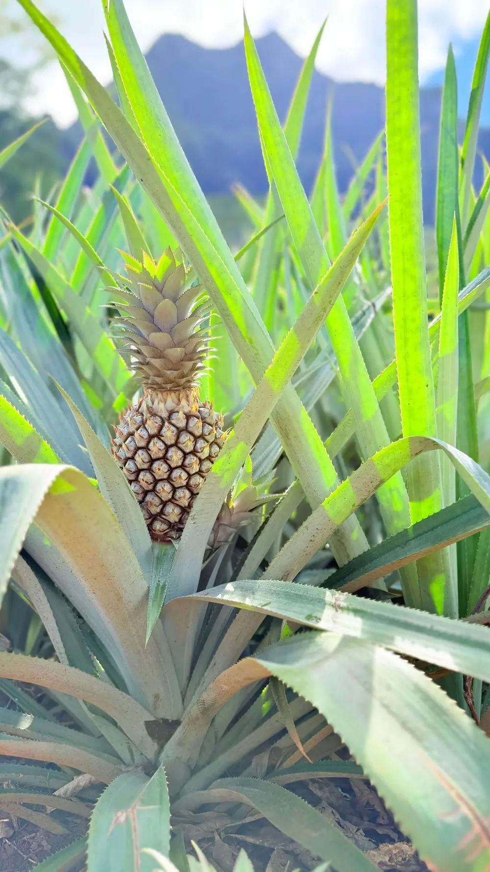 Unripe pineapple growing among green leaves in a tropical field