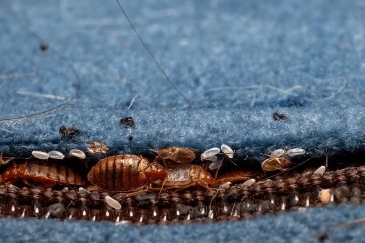 Small brown and white insects lined along the edge of blue fabric seam