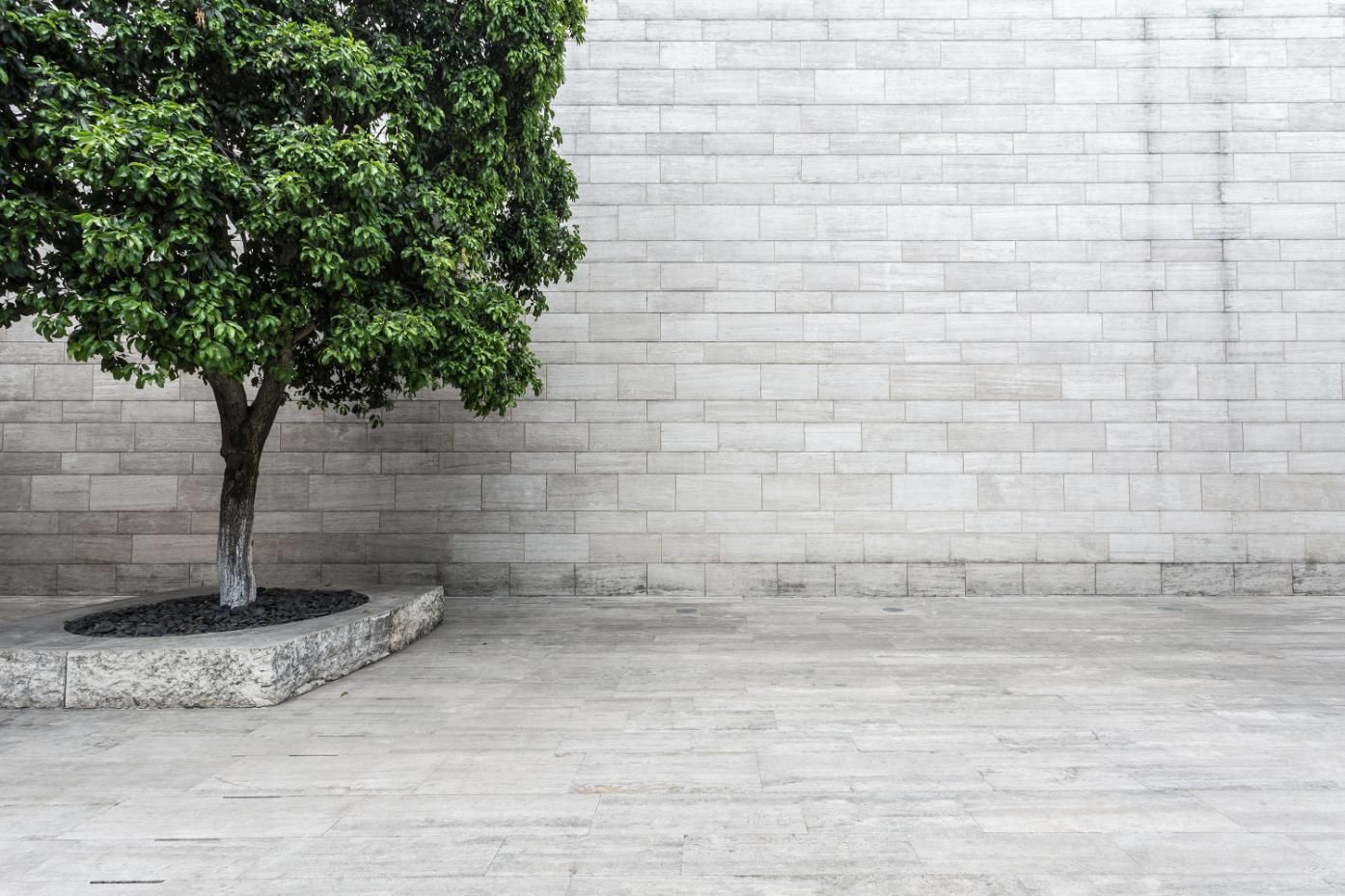 Tree next to a textured, light-colored brick wall and concrete pavement.