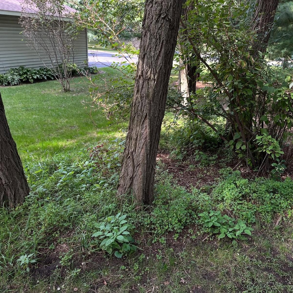 Front yard with a tree trunk, green grass, and shrubs beside a house