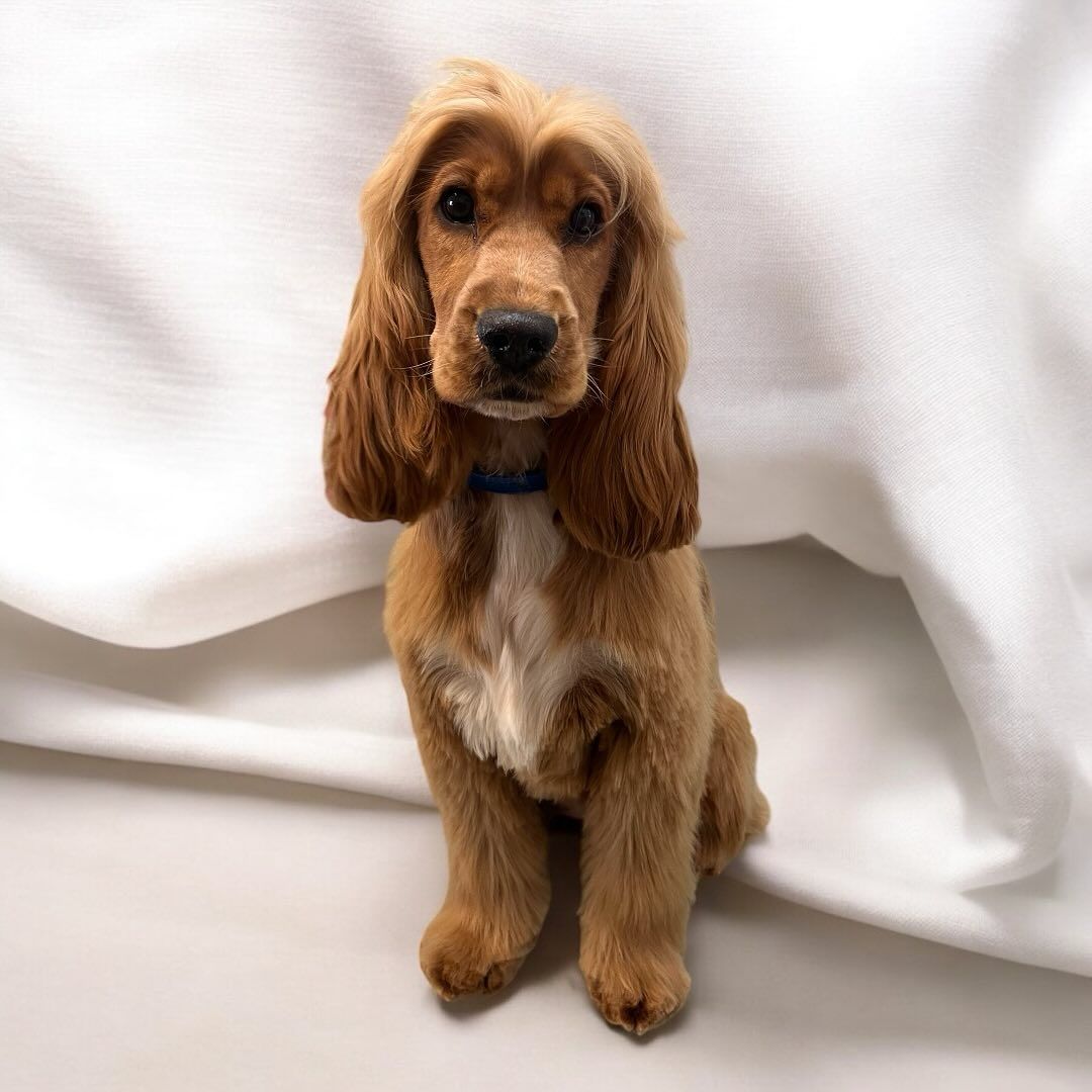 Full Groom
