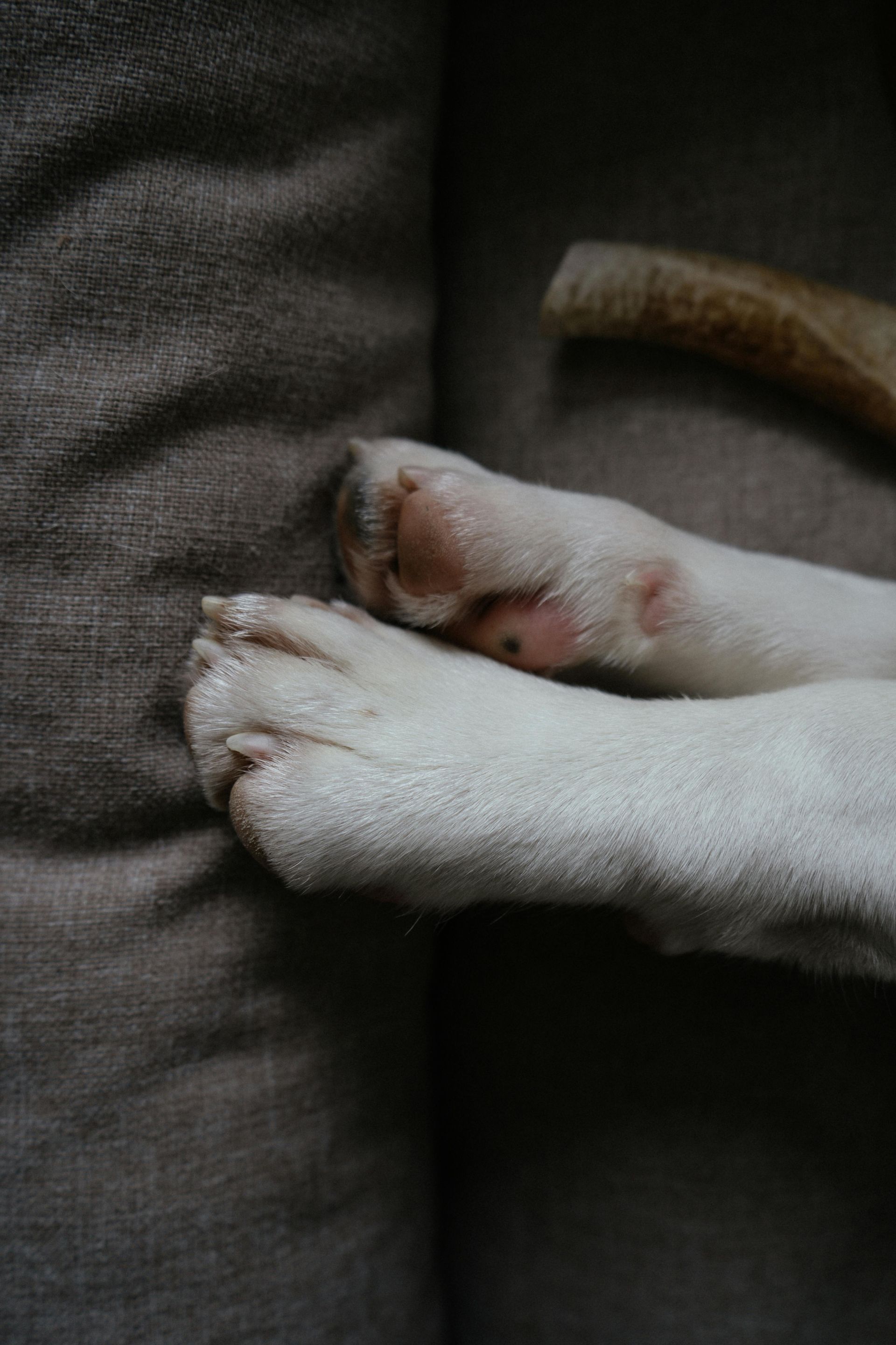 Pawdicure