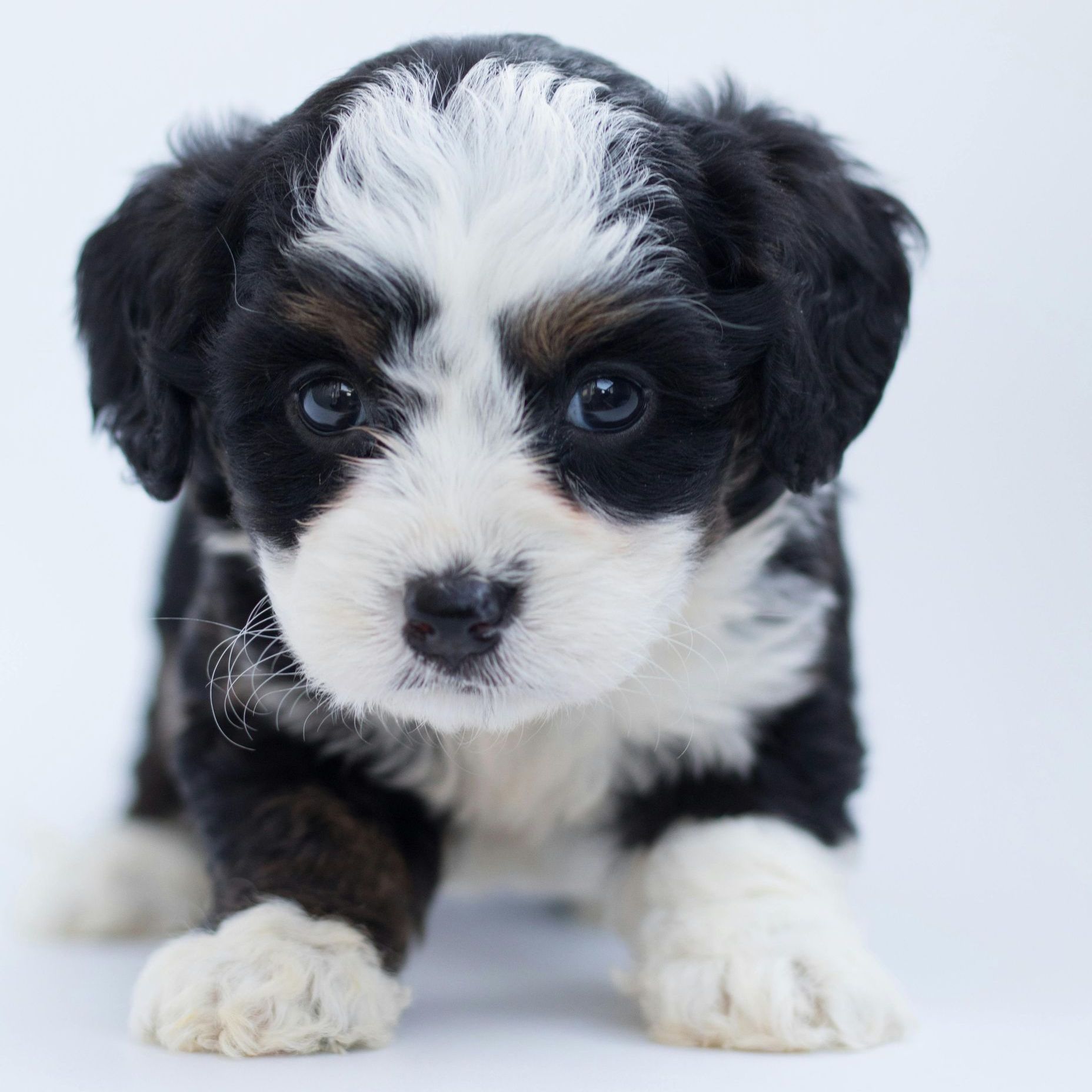 Puppy Spa Package