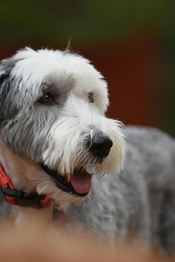 Good DOg