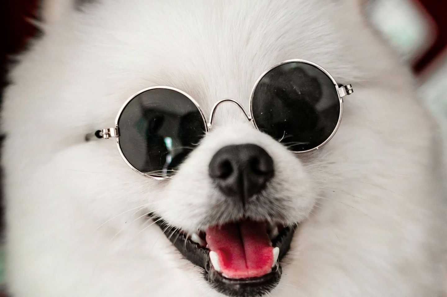 Dog in Glasses