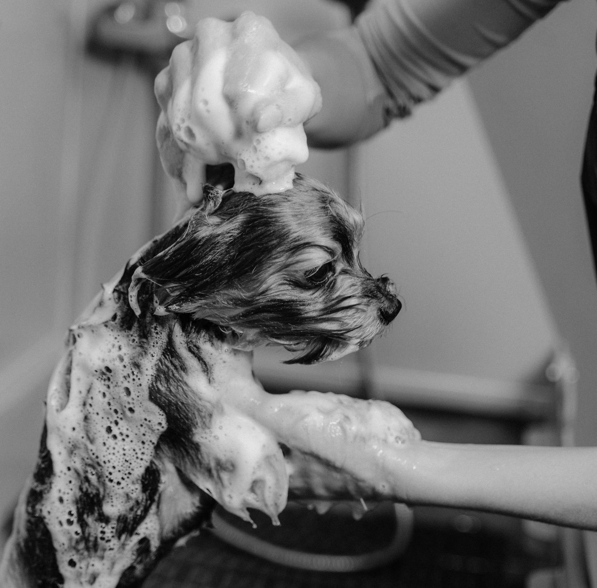 Signature Cockapoo