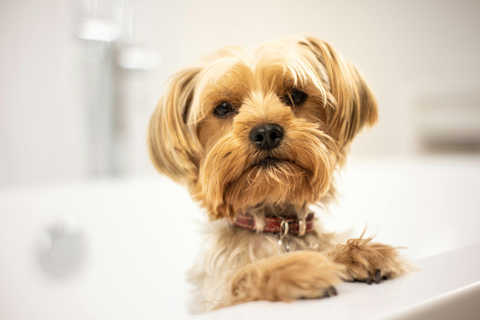 Small tan dog with a pink collar resting its paws on a white bathtub edge.