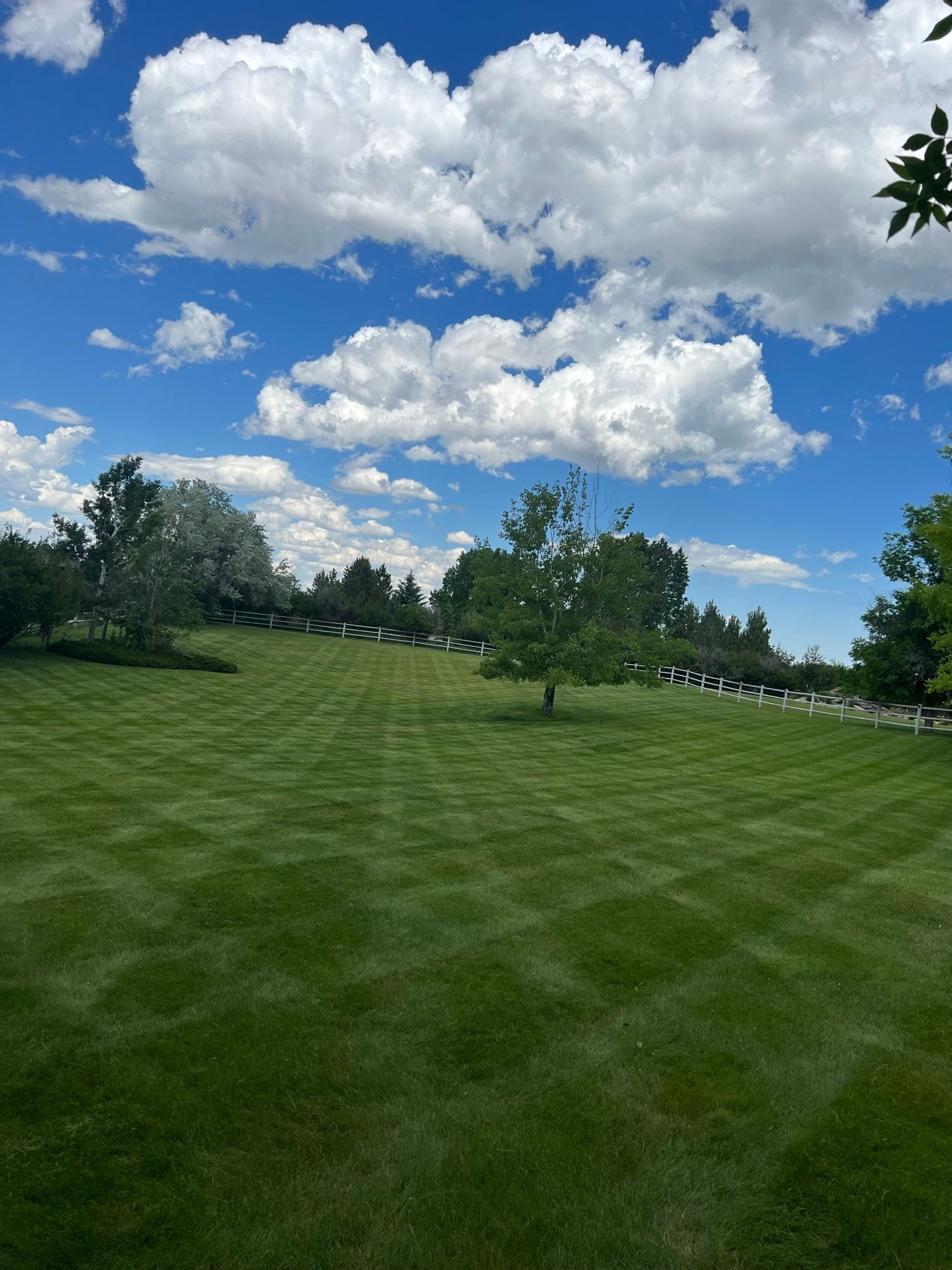 Green lawn with rows of trees under a blue sky with fluffy white clouds.