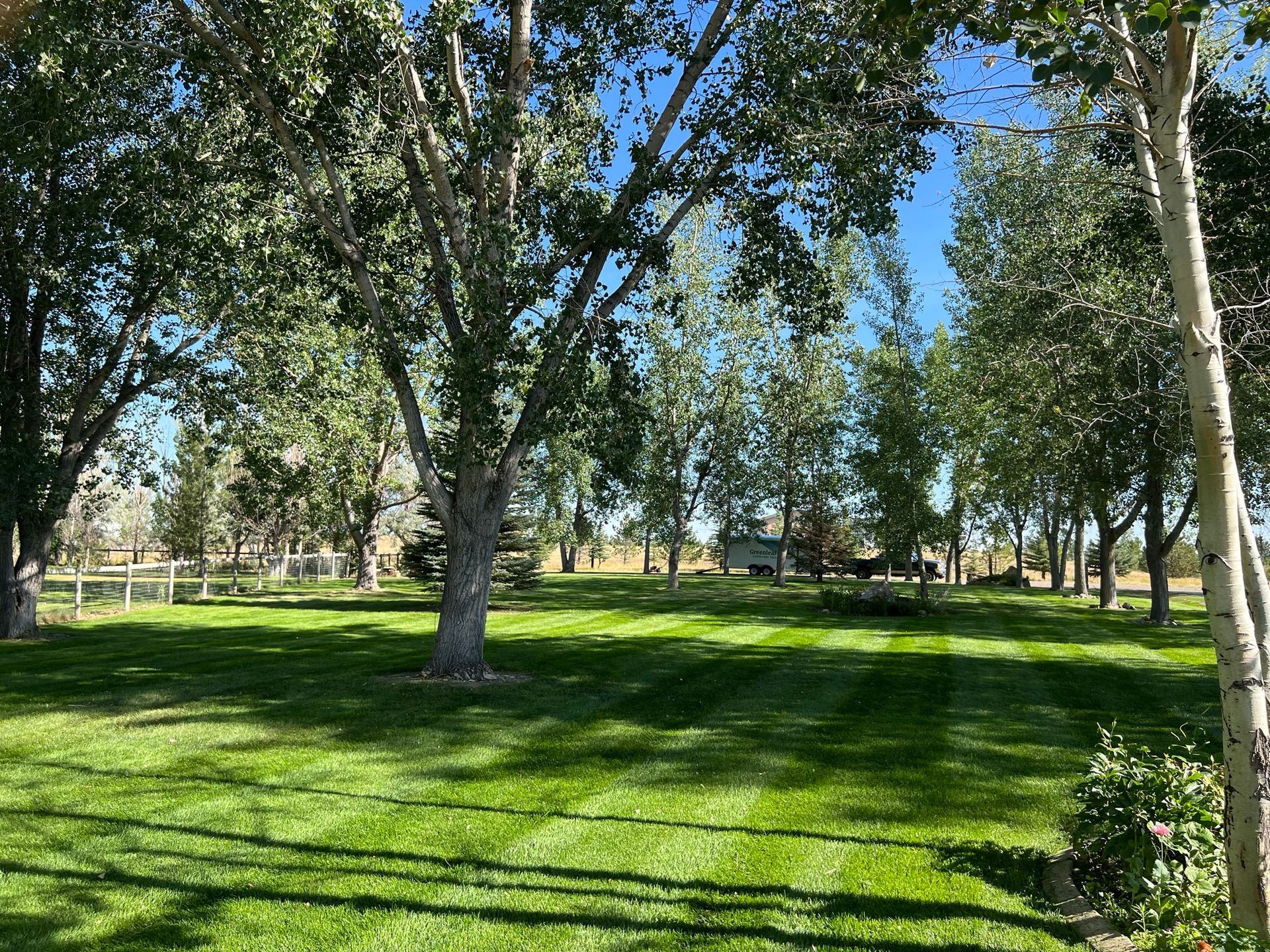 Lush green lawn with trees, blue sky, and a fence in the background.