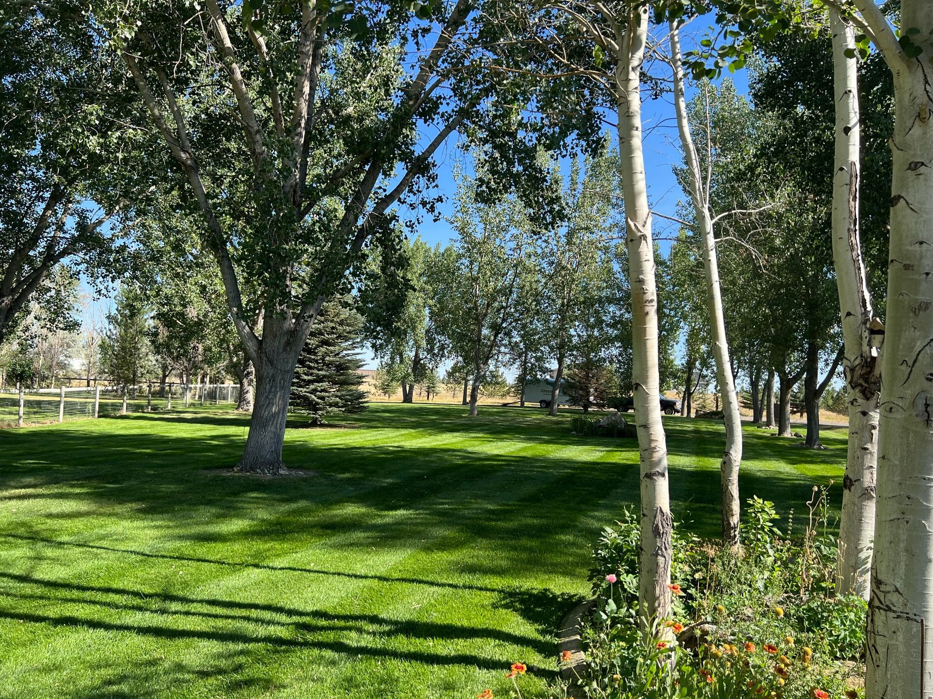 Lush green lawn with trees, blue sky, and distant house.
