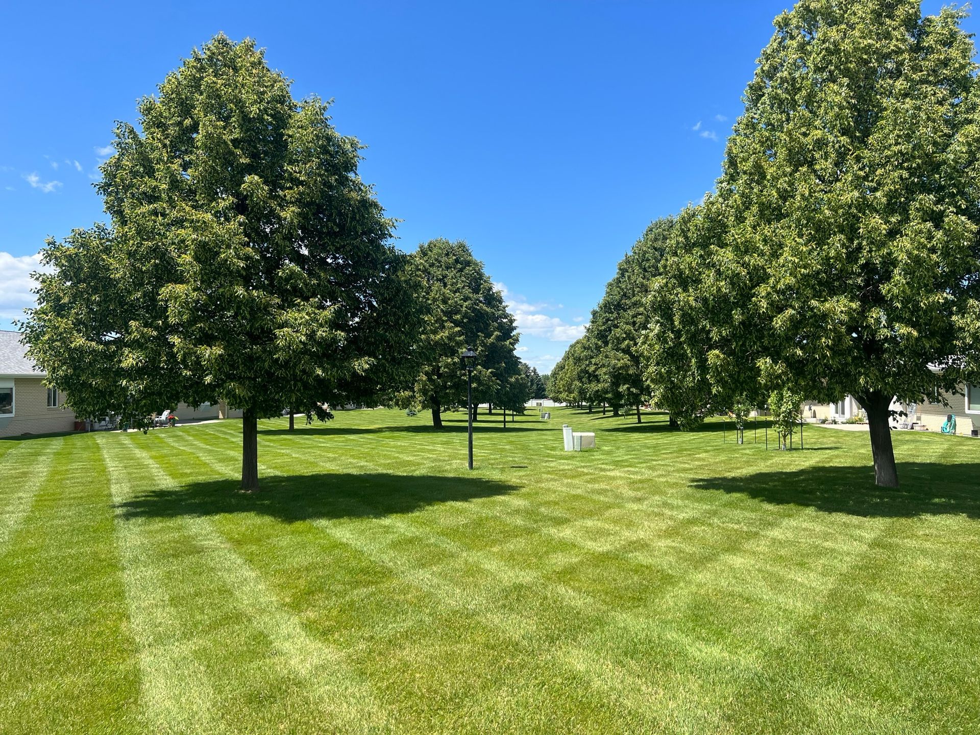Lush green lawn with evenly-spaced trees under a bright blue sky.
