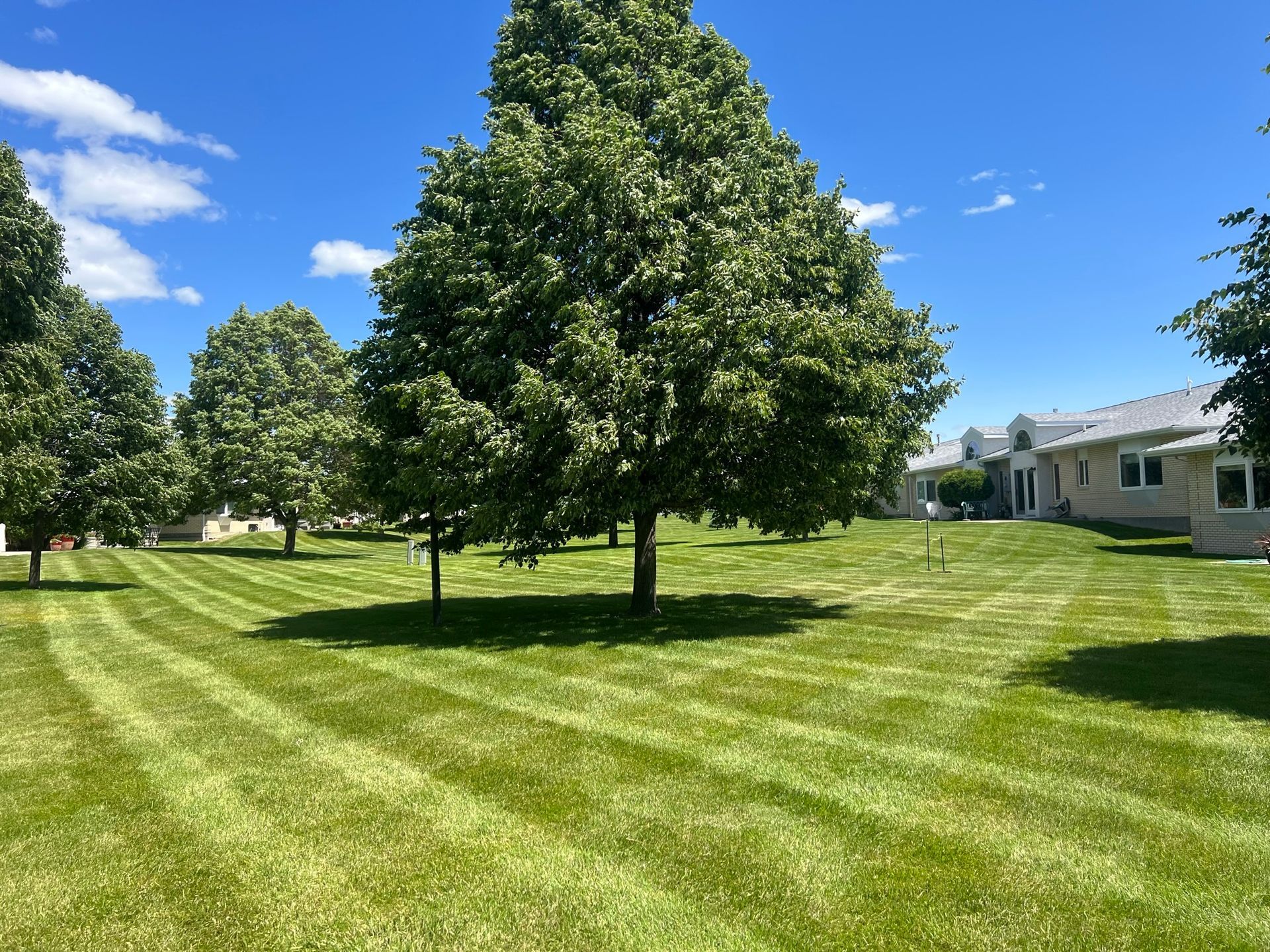Green lawn with trees under a blue sky. Diagonal mowing stripes. Houses in the background.