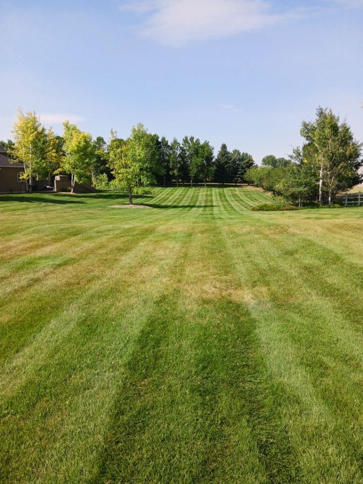 Lawn mowed in striped patterns, stretching towards a tree line under a blue sky.