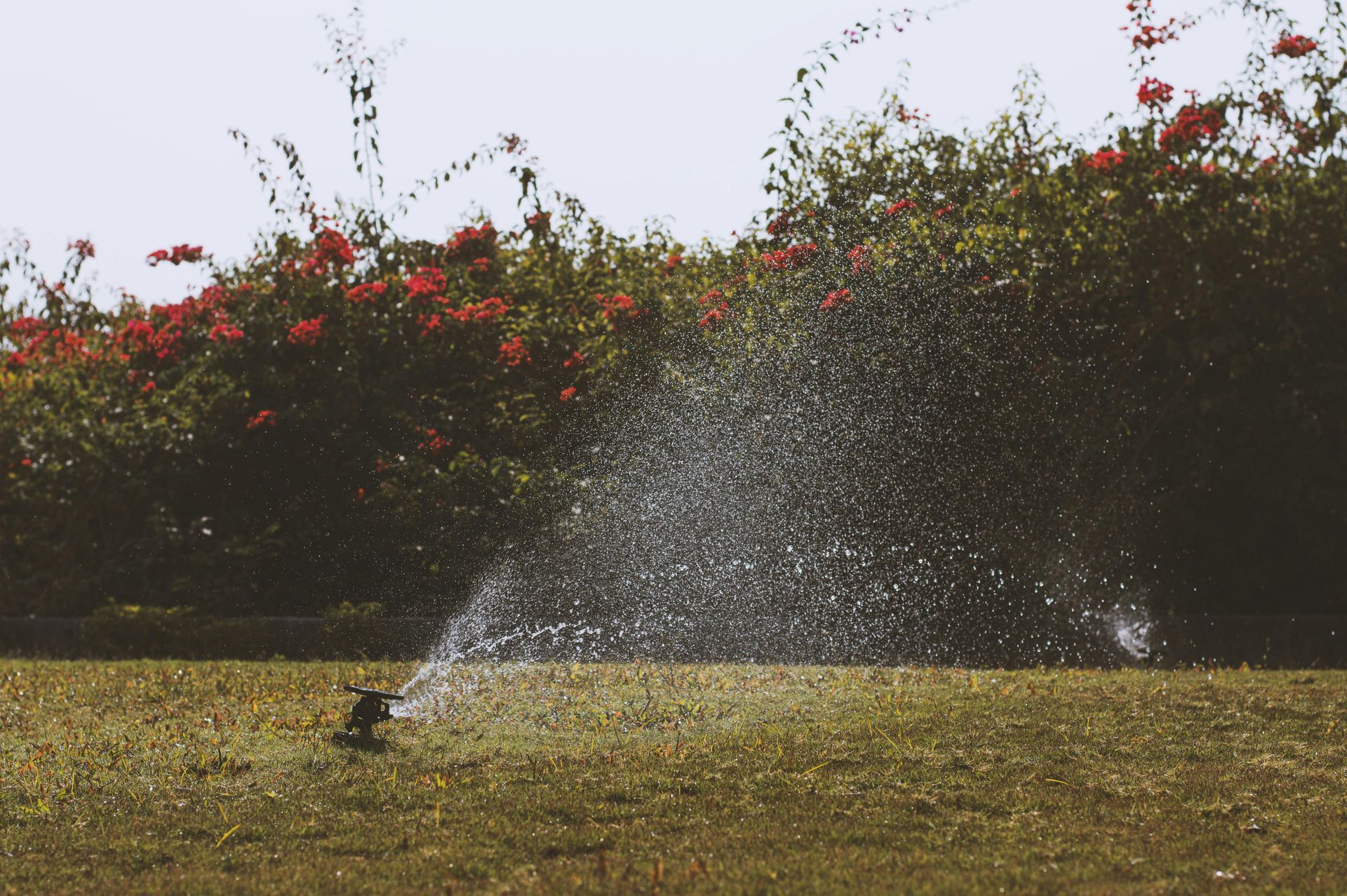 Sprinkler spraying water on a grassy lawn; red flowers and bushes in the background.