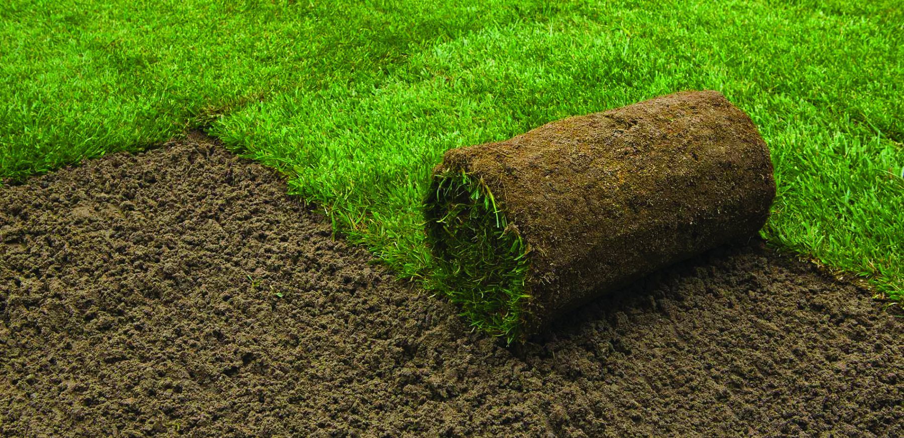 A roll of sod sits on exposed dirt, ready to be unrolled over green grass.