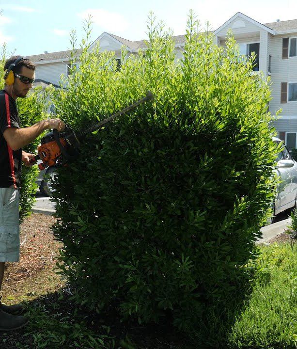 Man trimming a green bush with a hedge trimmer; apartment building in the background.