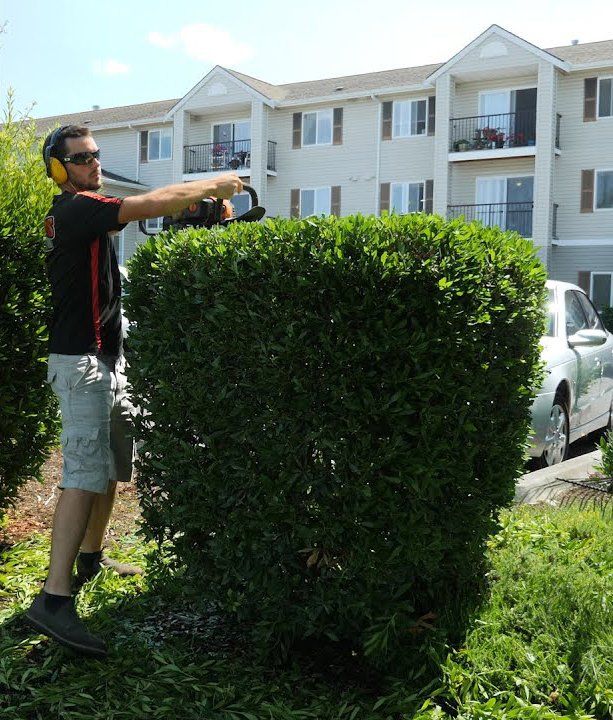 Man using hedge trimmers on a large, square bush near an apartment building.