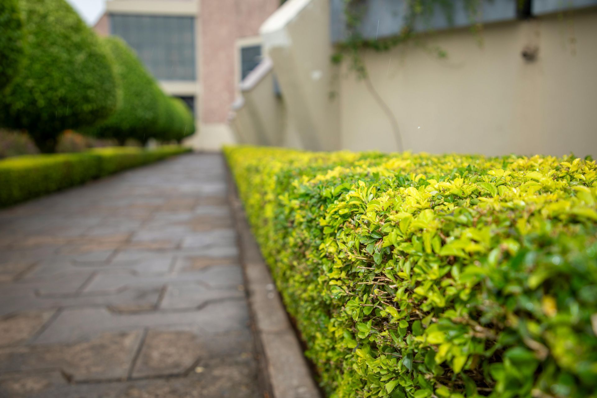Stone walkway beside a neatly trimmed yellow-green hedge in a residential garden