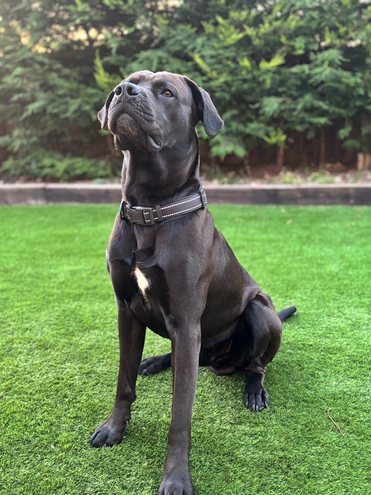 reginald dog