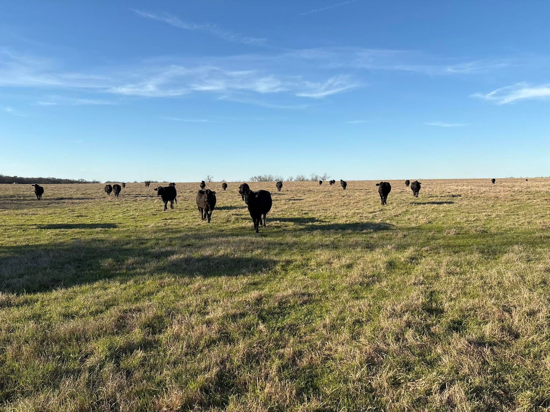 Phyllis Steger Windmill Real Estate East Texas Realtor