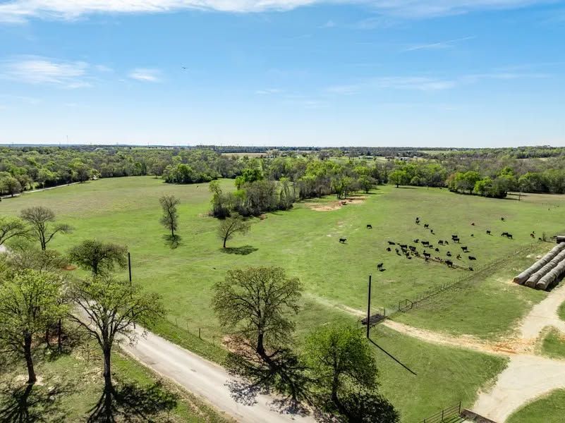 Aerial view of a green pasture with grazing cattle, trees, and a dirt road under a blue sky
