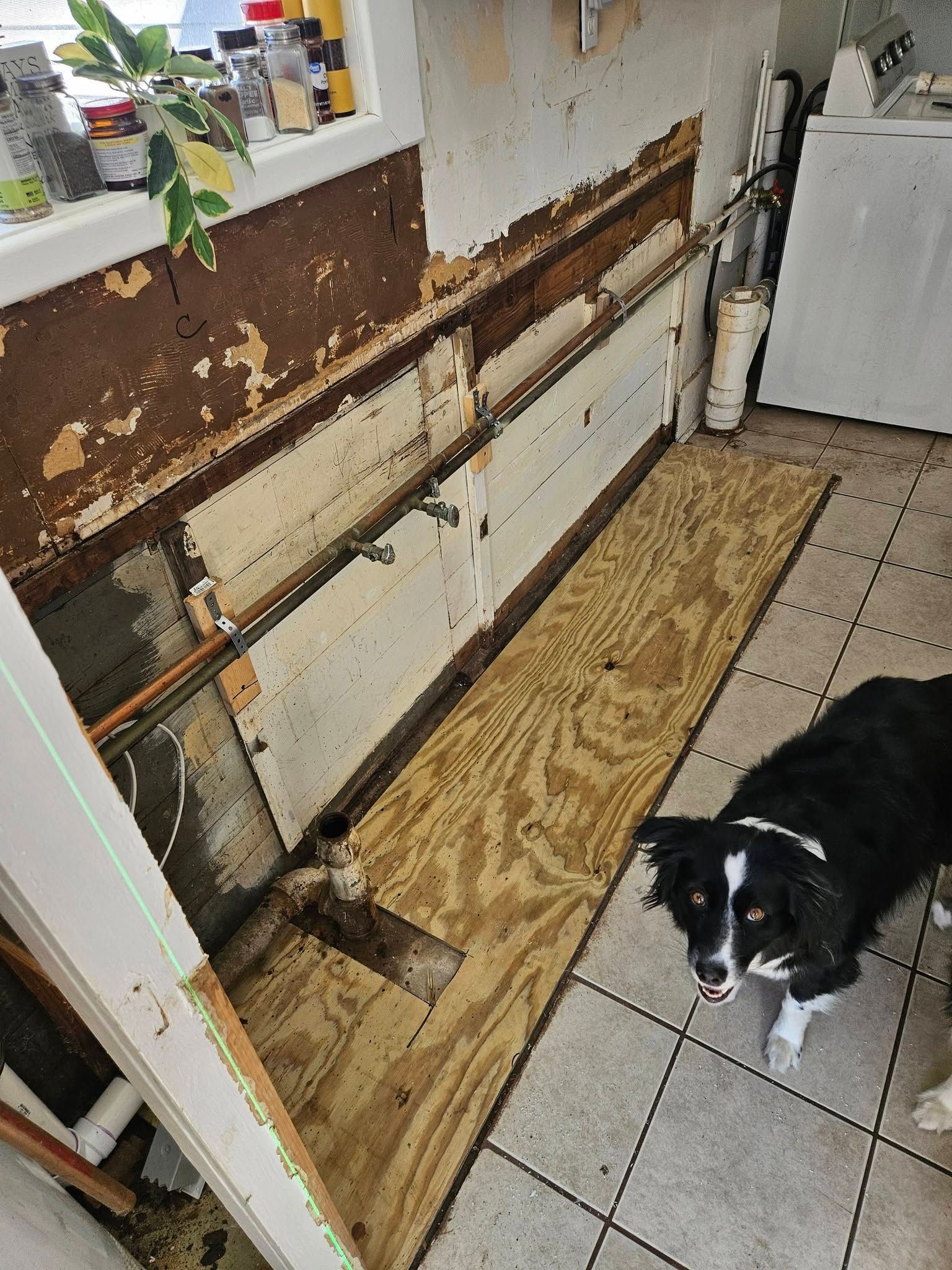 Kitchen under renovation with exposed wall studs and plywood floor; black-and-white dog stands on tile.