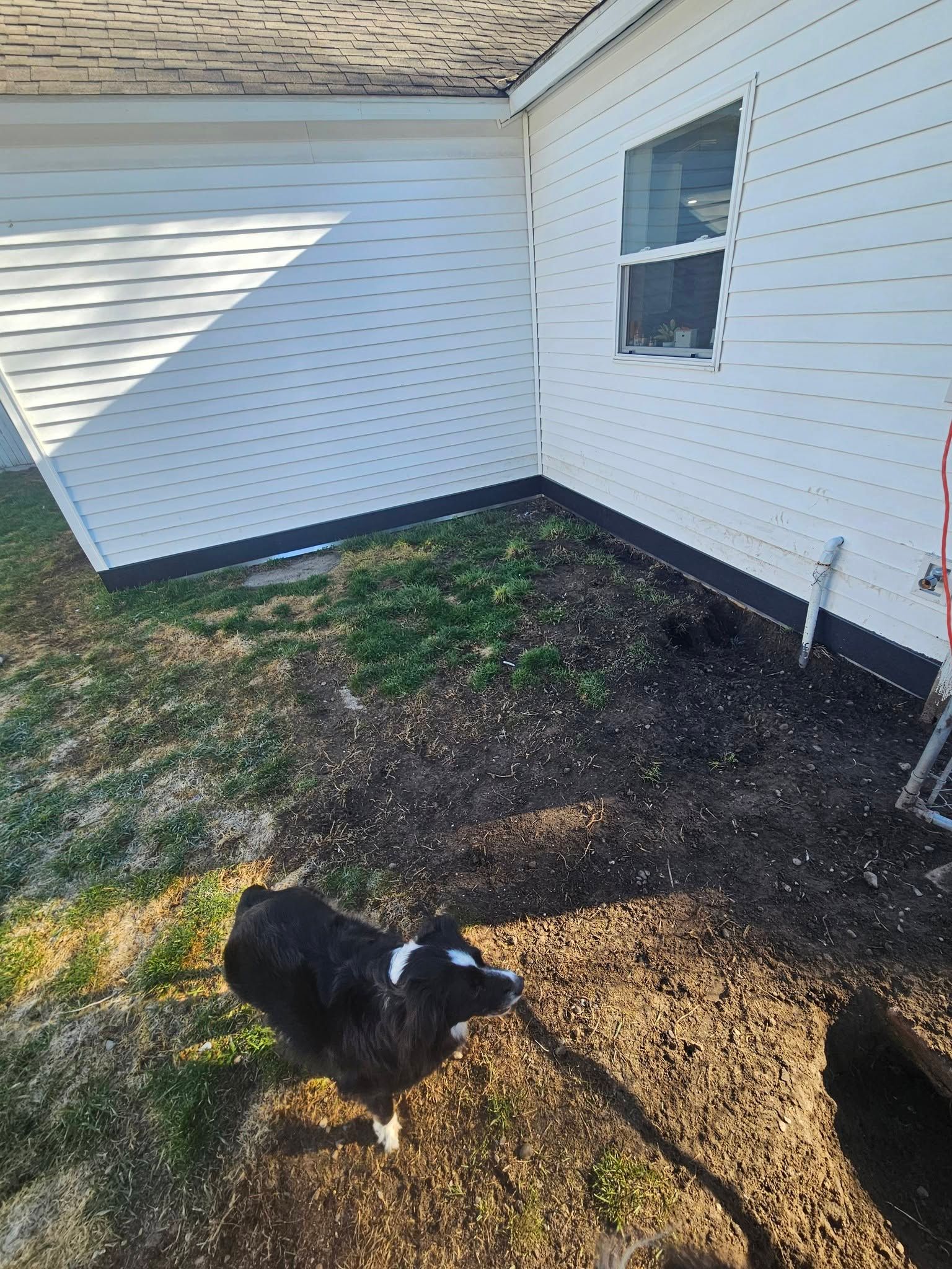 Black-and-white dog in a small yard beside a white house with a window and patchy grass.