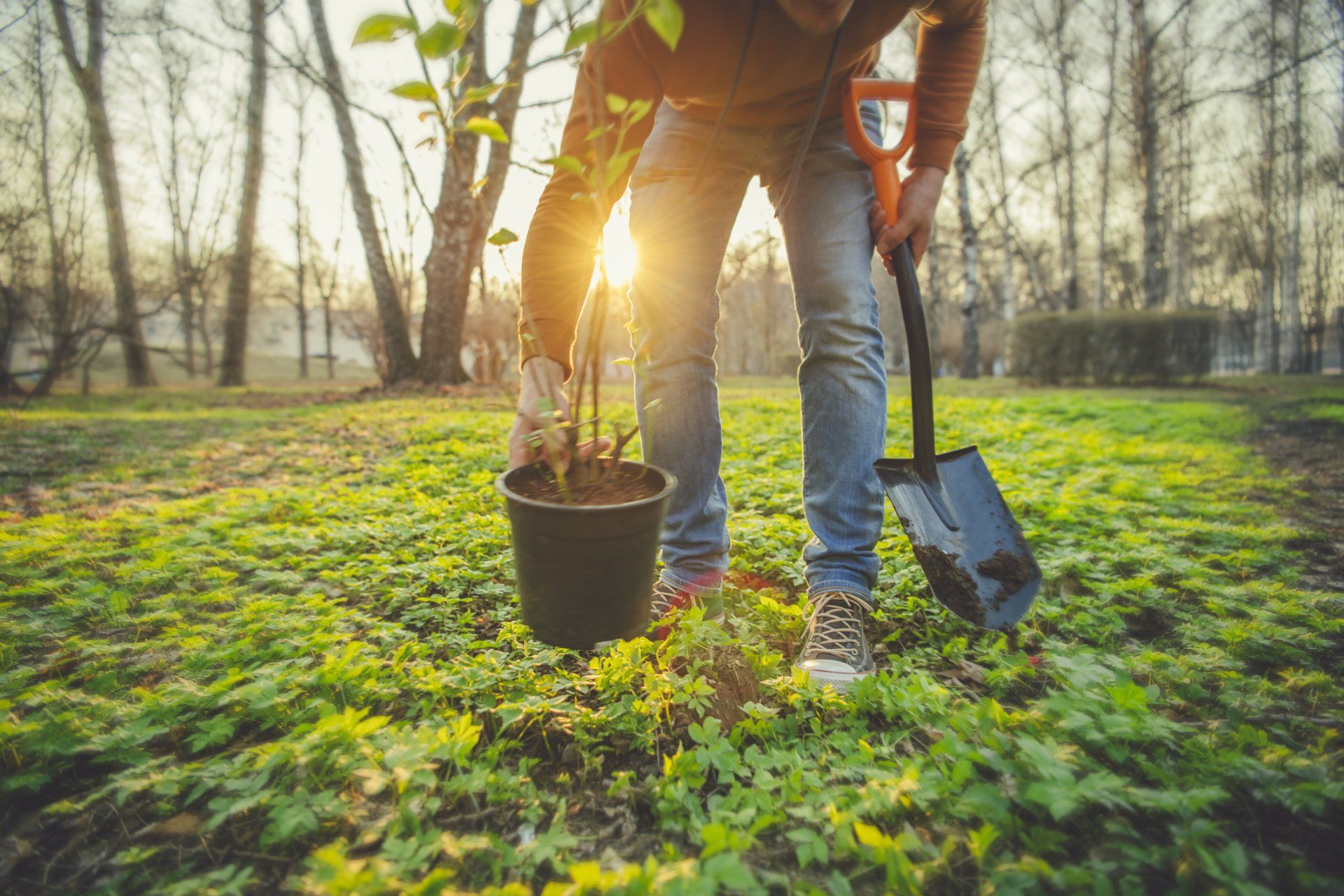 Man Planting Tree — Clearwater, FL — Happy Homes and Yards Irrigation & Landscaping