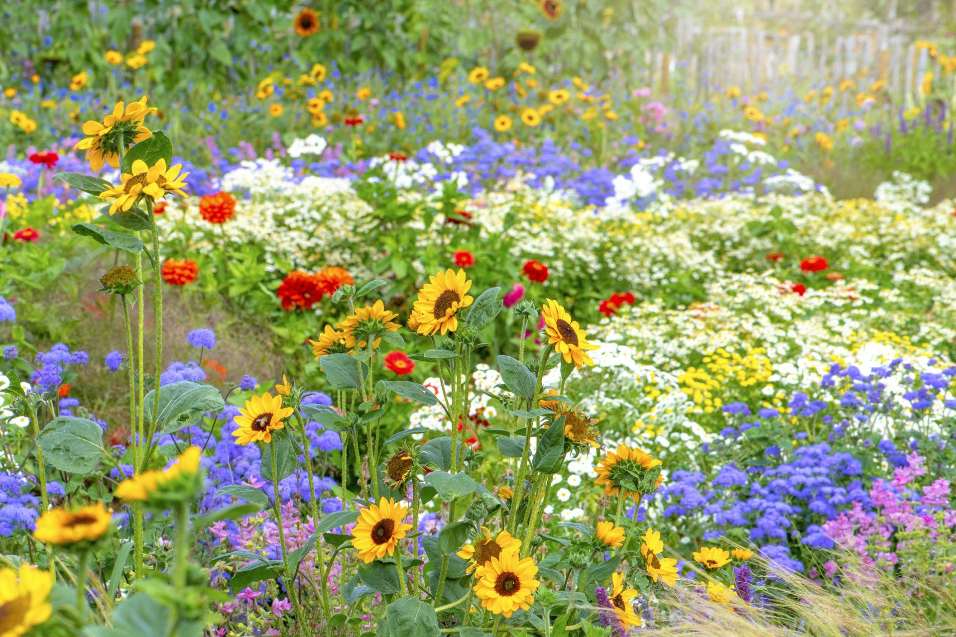 Beautiful, Colourful Flowers — Clearwater, FL — Happy Homes and Yards Irrigation & Landscaping