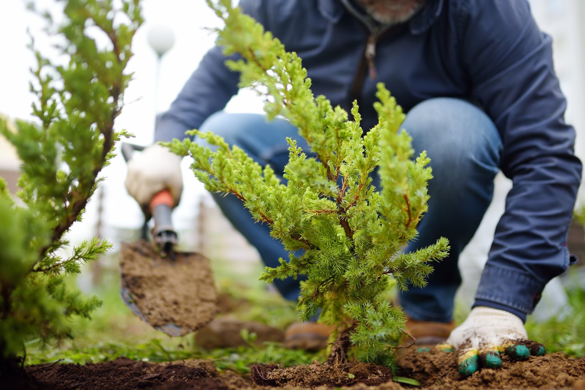 Gardener Planting Juniper Plants in the Yard — Clearwater, FL — Happy Homes and Yards Irrigation & Landscaping