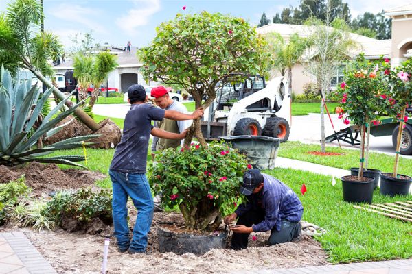 Men Planting Tree — Clearwater, FL — Happy Homes and Yards Irrigation & Landscaping Men Planting Tree — Clearwater, FL — Happy Homes and Yards Irrigation & Landscaping