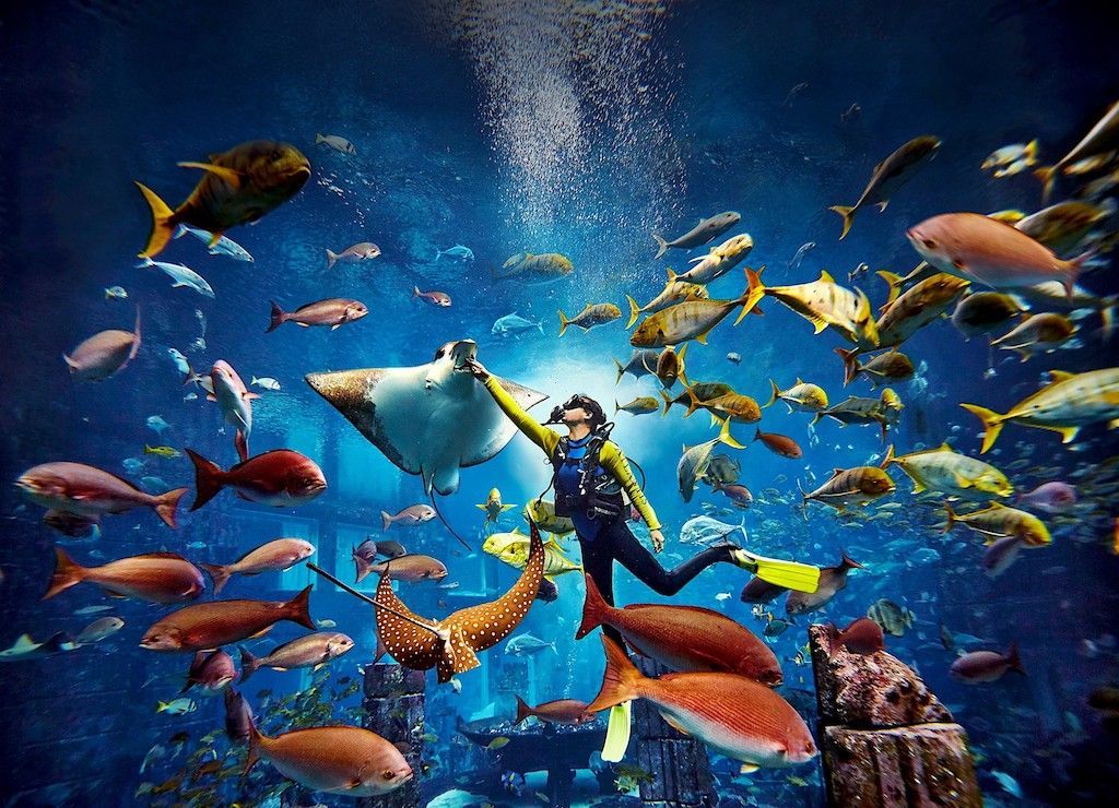 Lost Chamber Aquarium with Tour Visionary