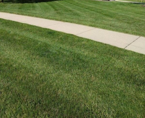 Green lawn next to a concrete sidewalk. The lawn has visible mowing lines.