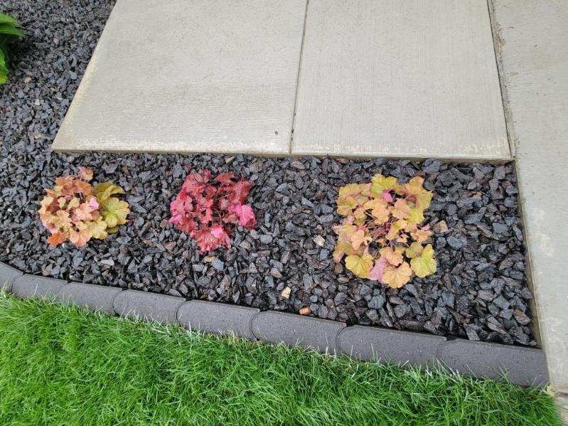 A row of flowers growing out of gravel next to a sidewalk.