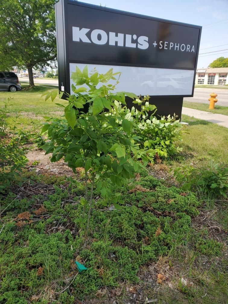 Overgrown commercial landscape bed around the Kohl’s and Sephora sign in Janesville, WI before renovation.