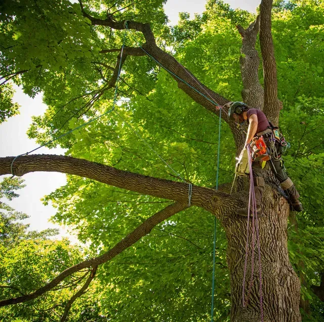 Un homme grimpe à un arbre avec une tronçonneuse.