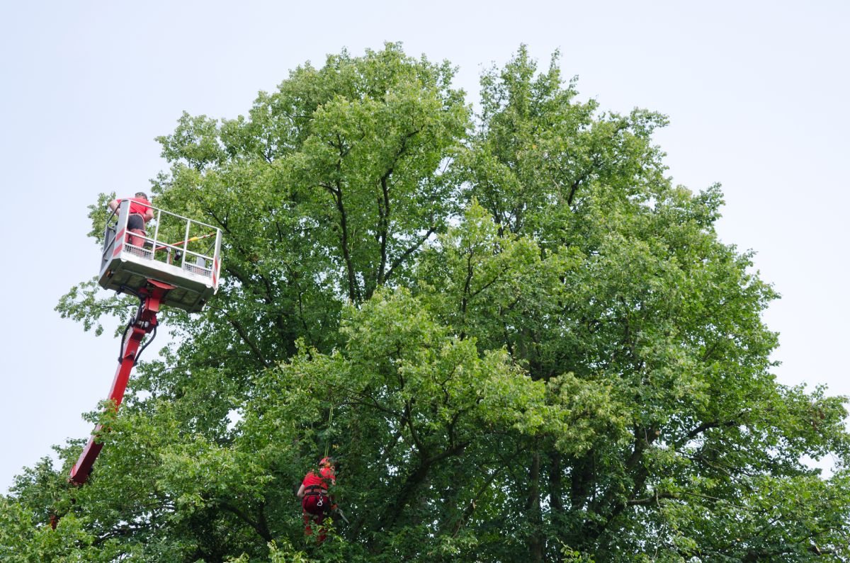 Tree workers in a cherry picker trimming a large tree, bright sky in the background.