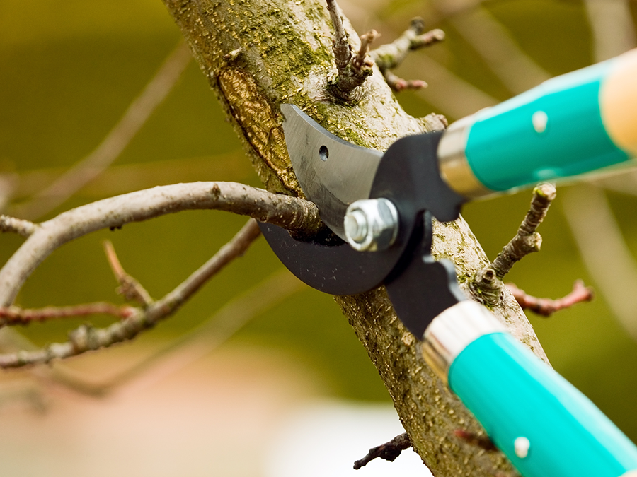 Pruning shears cutting a tree branch with green handles; outdoors.