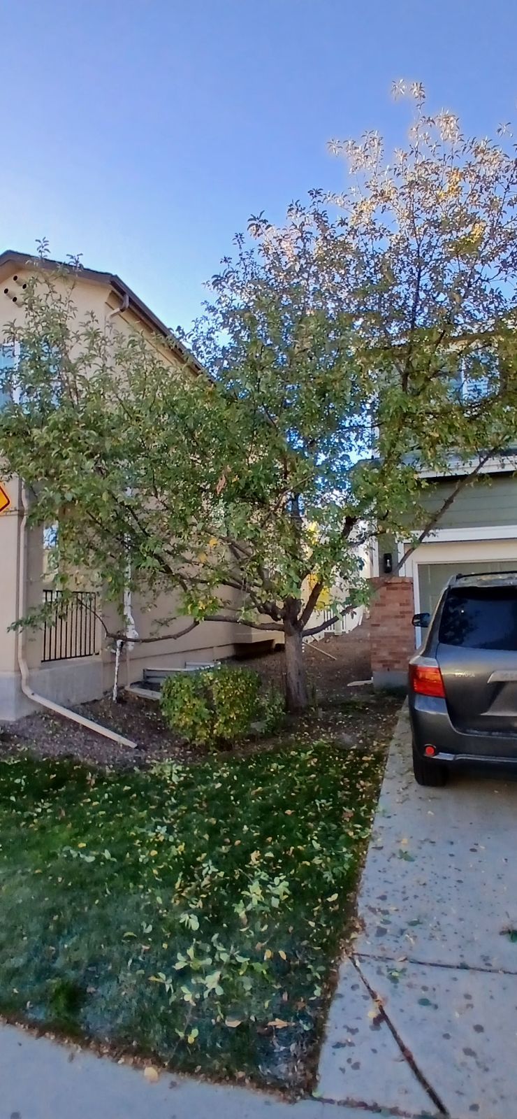 Damaged Tree