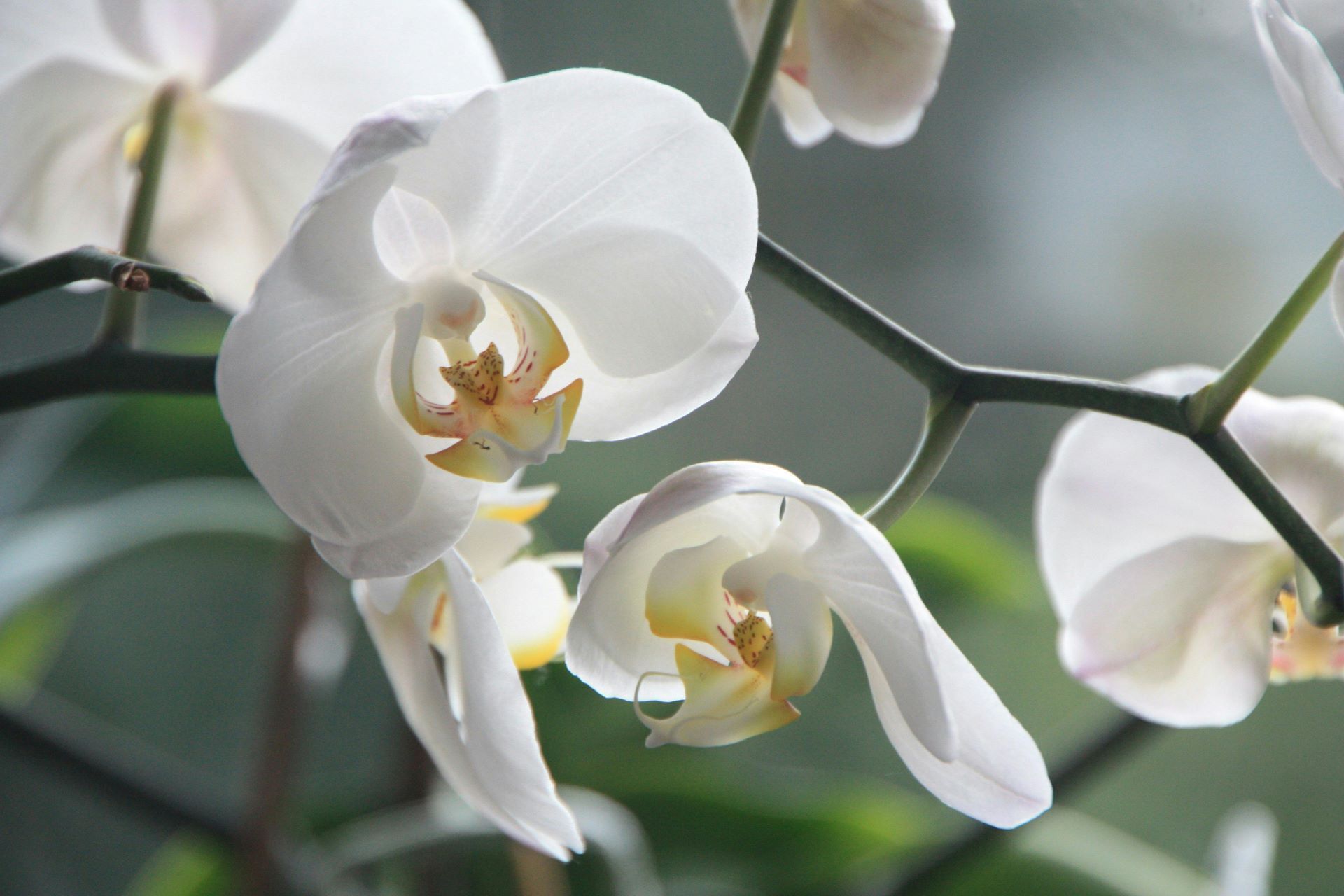 White orchids blooming on a green stem, with a soft focus background.