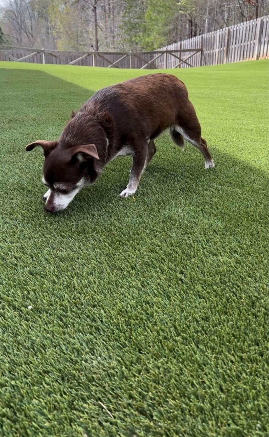 A small dog is standing on top of a lush green field.