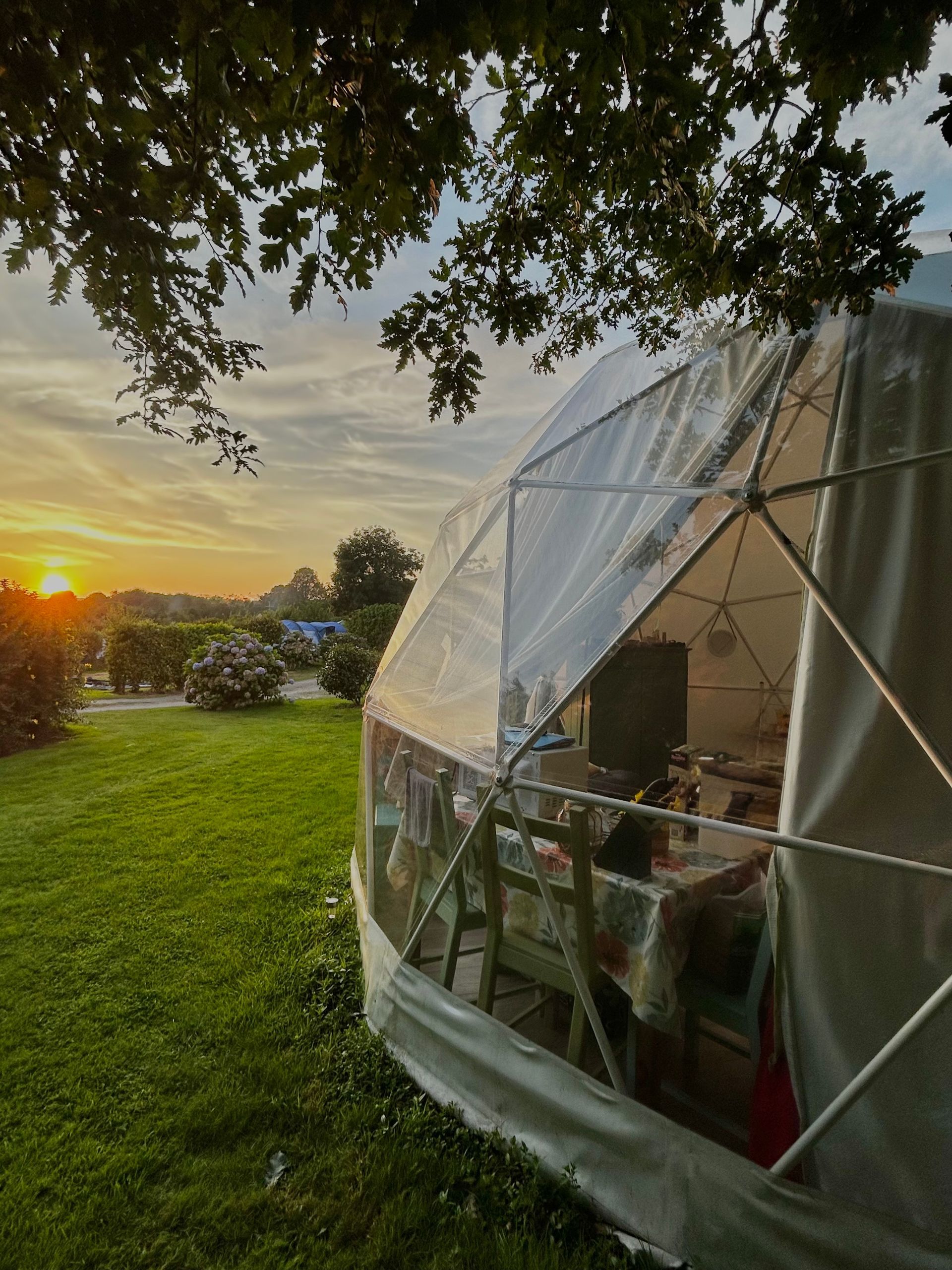 A clear geodesic dome tent set in a grassy field during a vibrant golden sunset beneath the branches of a tree.