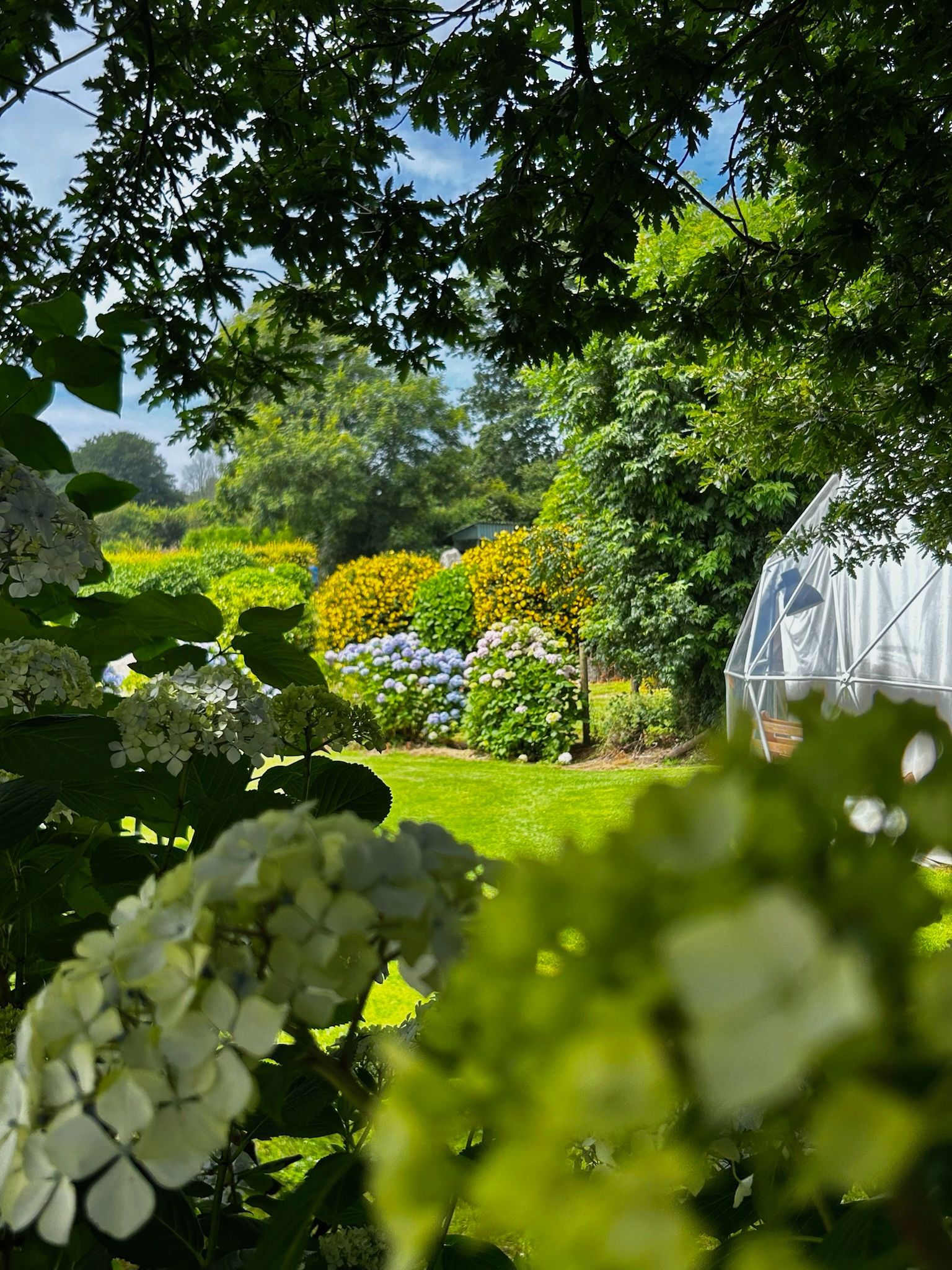 A garden view framed by white hydrangea blossoms, with green lawns, yellow bushes, and a greenhouse structure beyond.