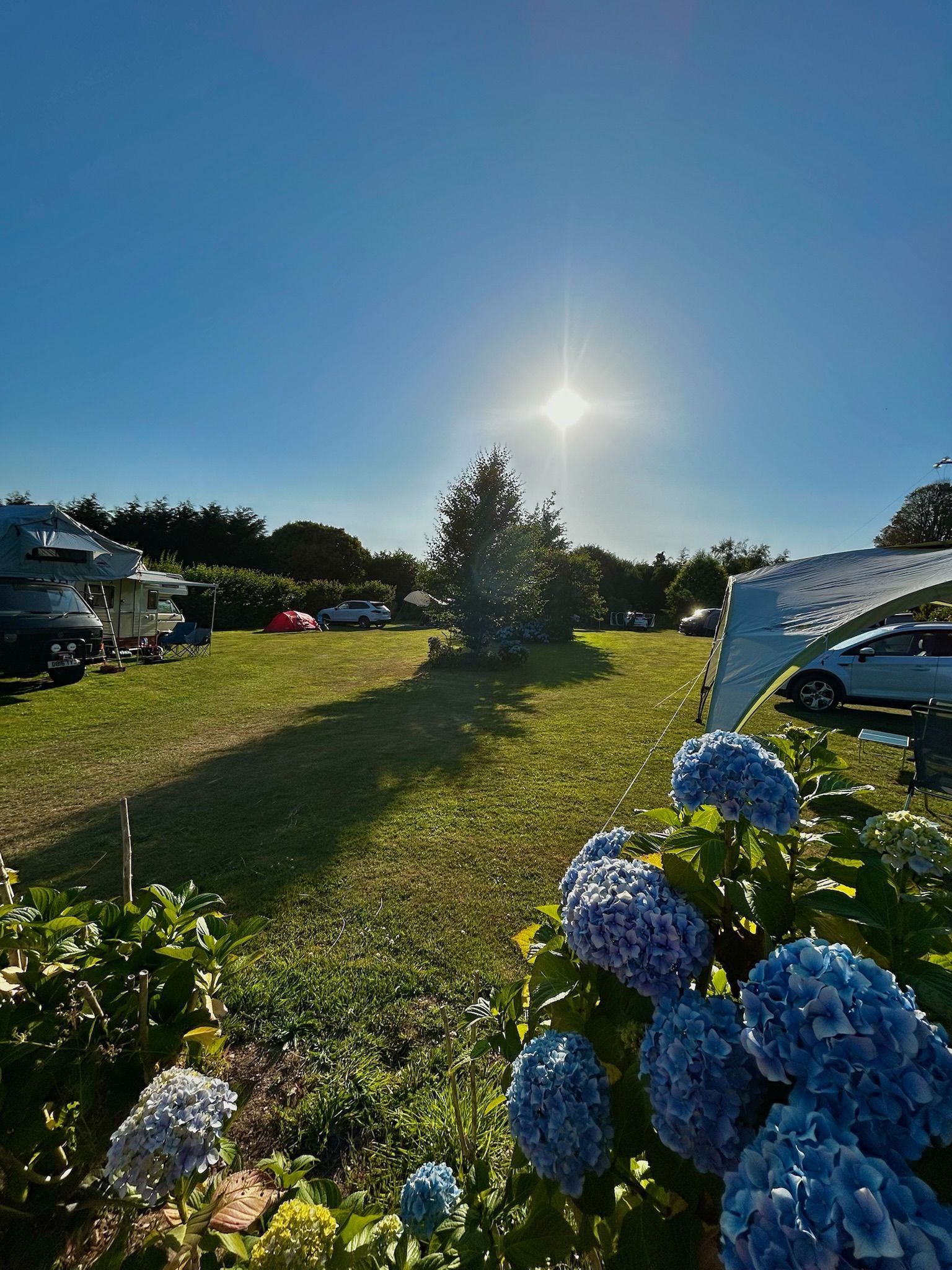 Bright sun shines over a grassy campsite with campers and vehicles, framed by blooming blue hydrangeas in the foreground.