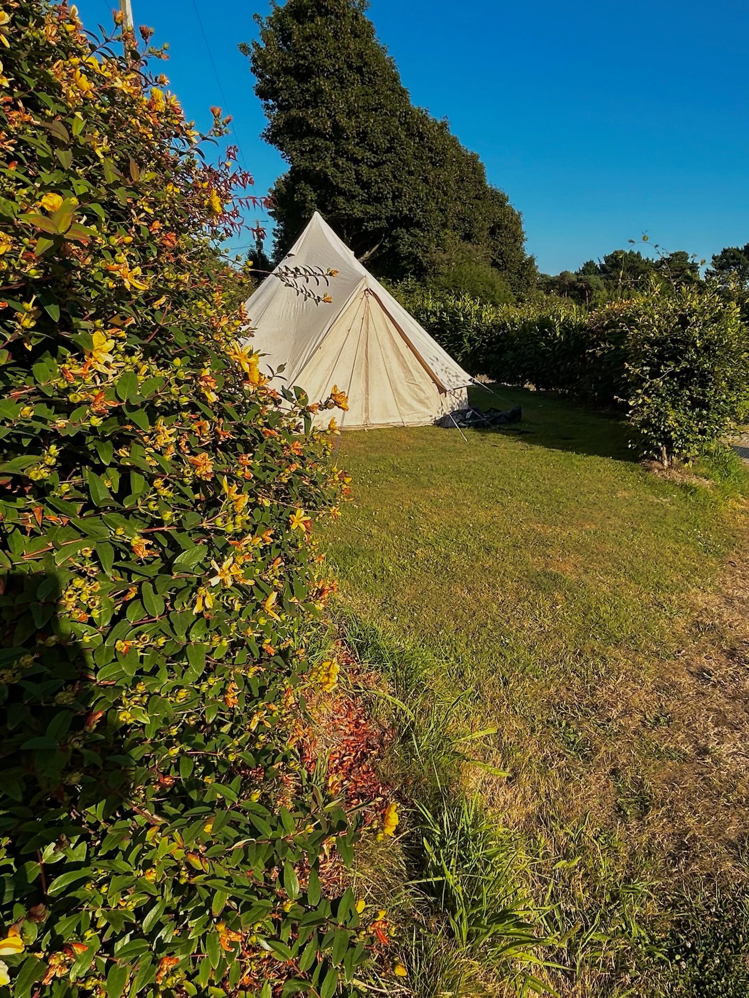 A white canvas teepee tent stands in a sunlit grassy field next to a bush with yellow and green leaves.